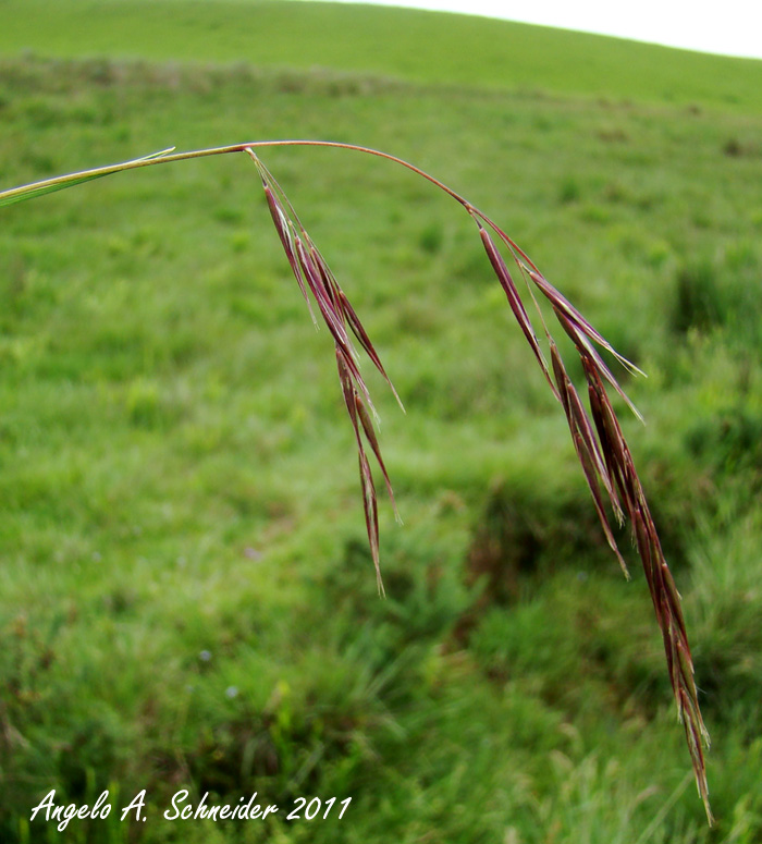 Danthonia secundiflora