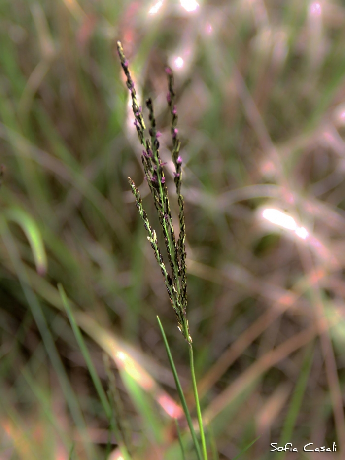 Digitaria phaeotrix