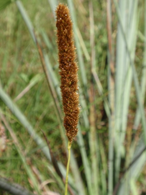 Eriochrysis cayennensis