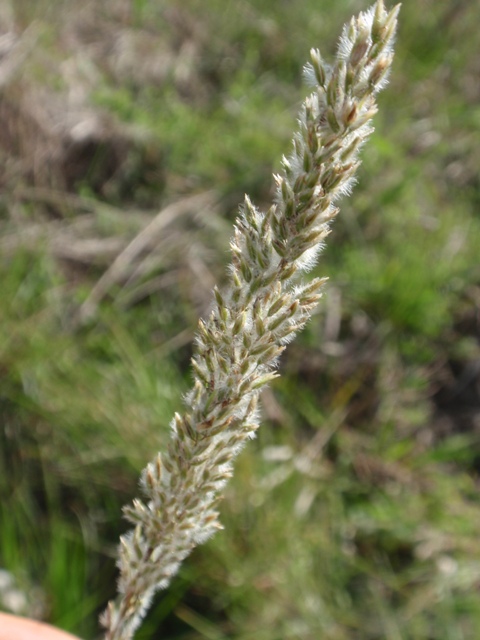 Leptocoryphium lanatum