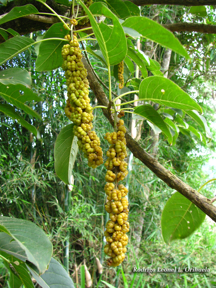 Phytolacca dioica