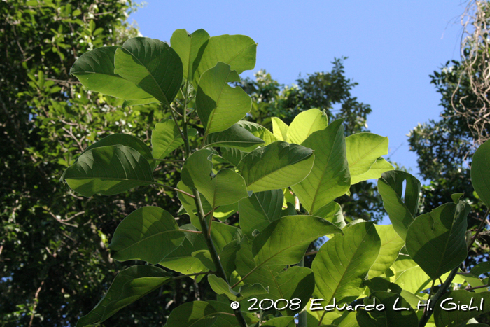 Phytolacca dioica