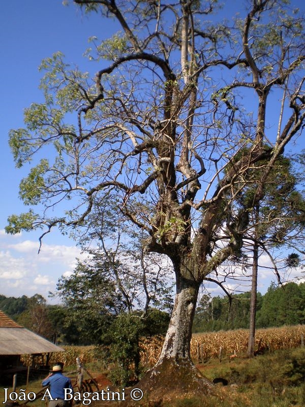 Phytolacca dioica