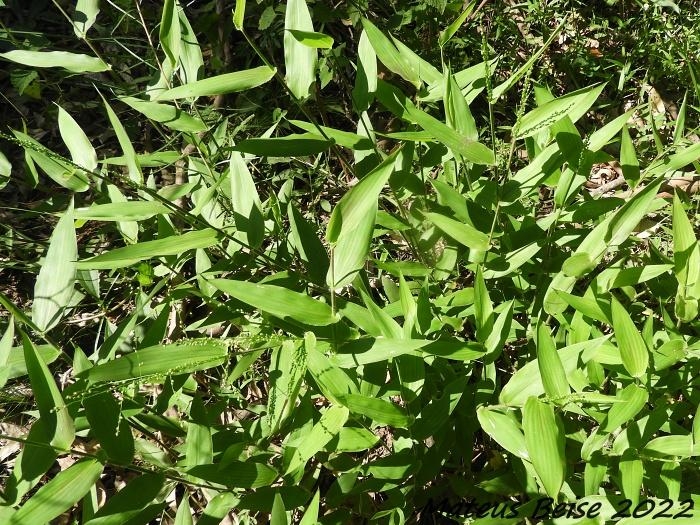 Panicum schwackeanum