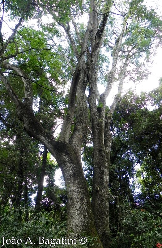 Phytolacca dioica