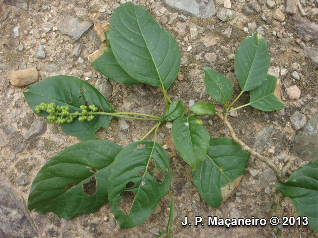 Phytolacca dioica