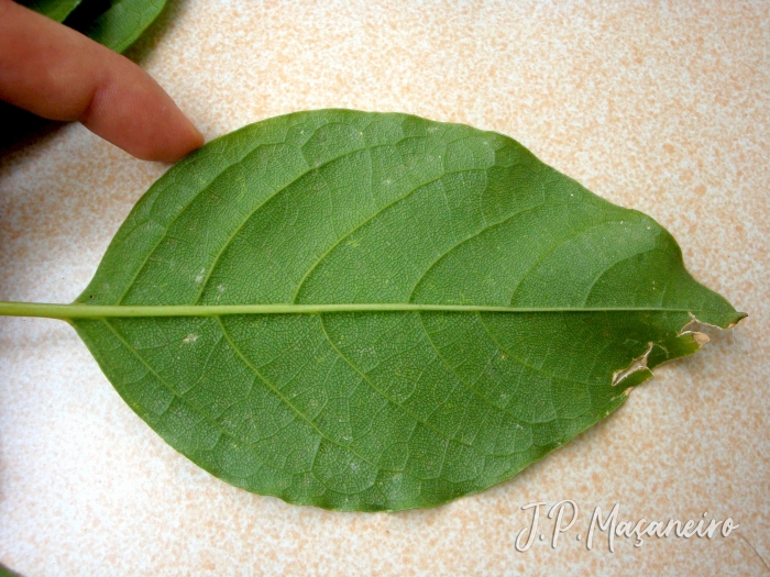 Phytolacca dioica