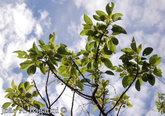 Phytolacca dioica