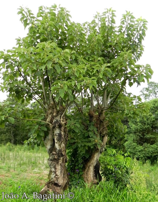 Phytolacca dioica