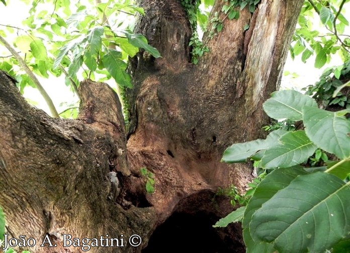 Phytolacca dioica