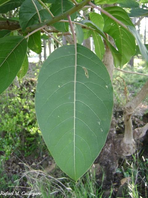 Phytolacca dioica