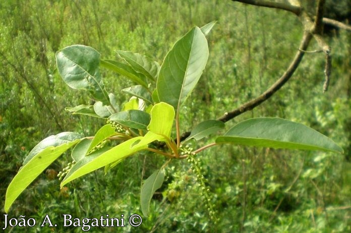 Phytolacca dioica