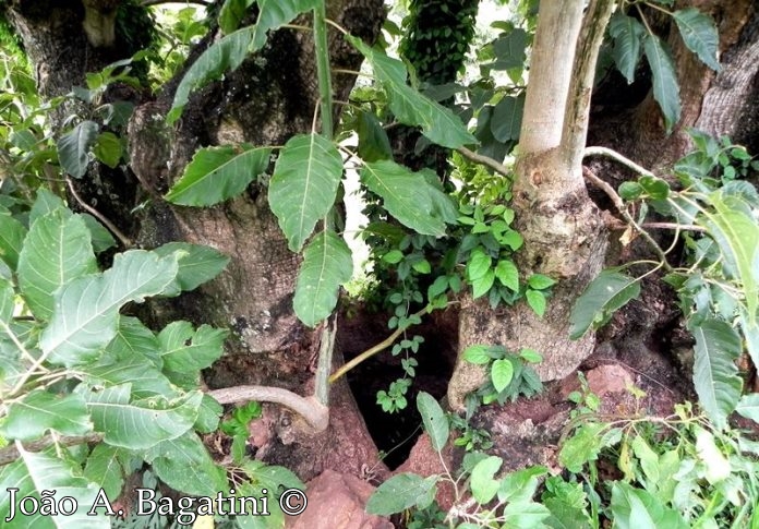 Phytolacca dioica