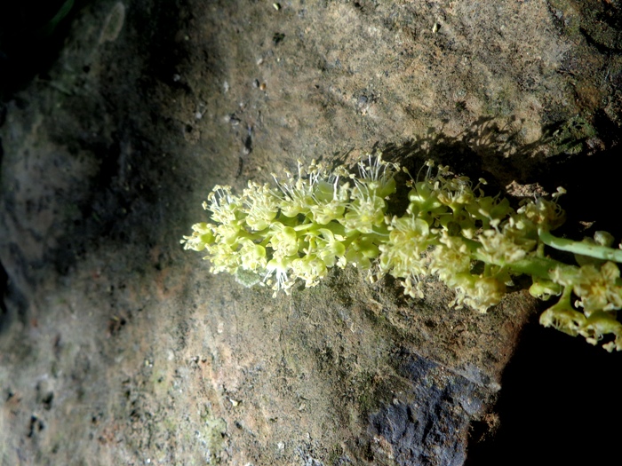 Phytolacca dioica