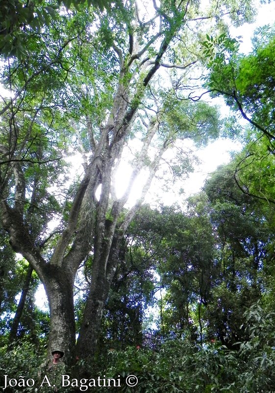 Phytolacca dioica