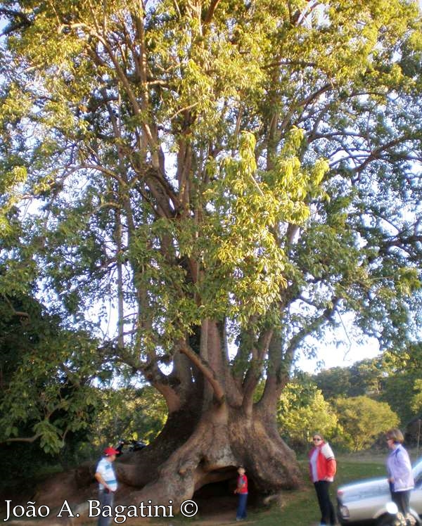 Phytolacca dioica