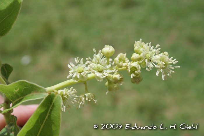 Phytolacca dioica