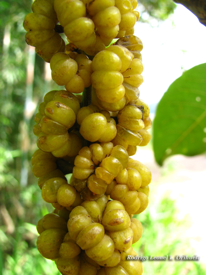 Phytolacca dioica