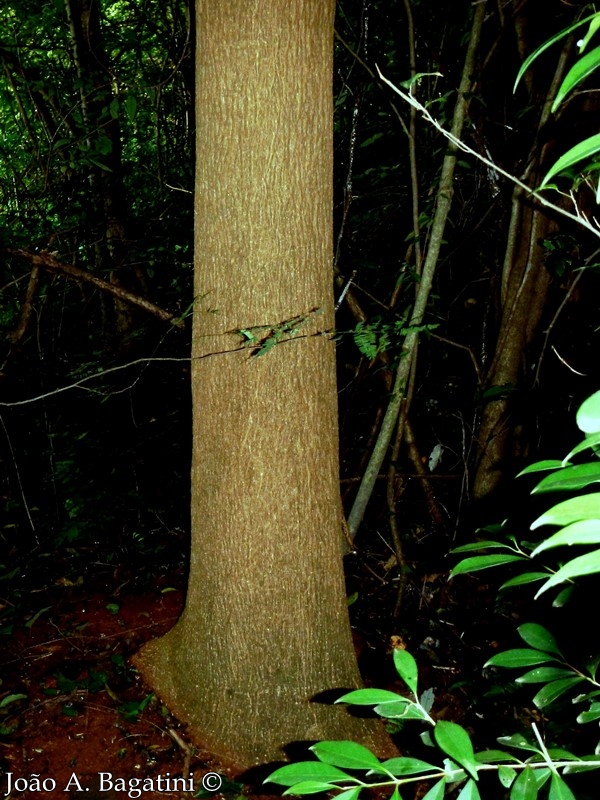 Phytolacca dioica