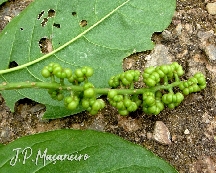 Phytolacca dioica