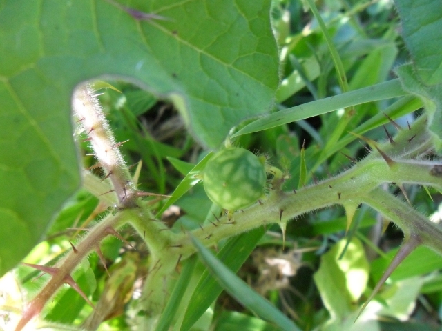 Solanum aculeatissimum