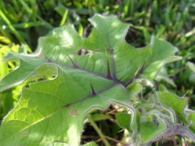 Solanum aculeatissimum