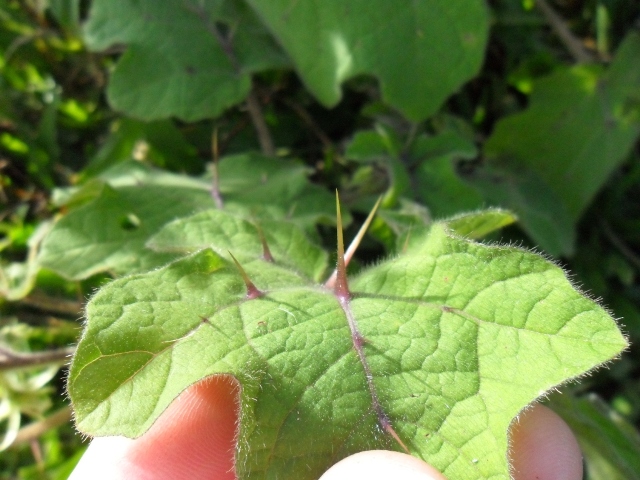 Solanum aculeatissimum