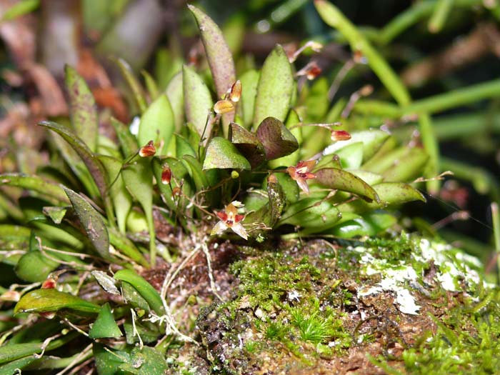 Anathallis adenochila