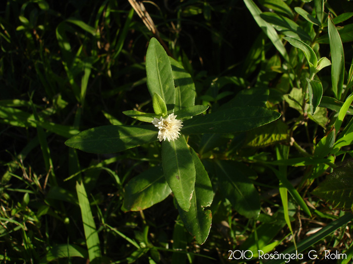 Alternanthera philoxeroides