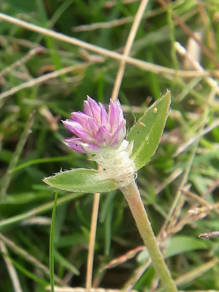 Gomphrena celosioides