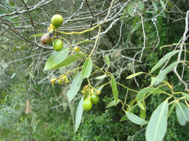 Ocotea acutifolia