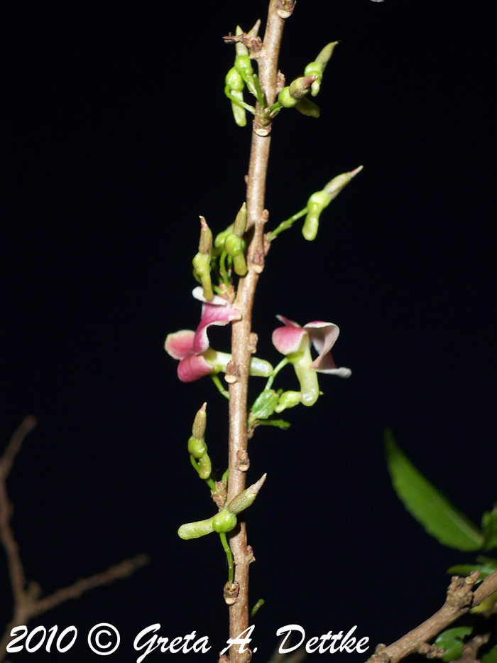 Anchietea pyrifolia