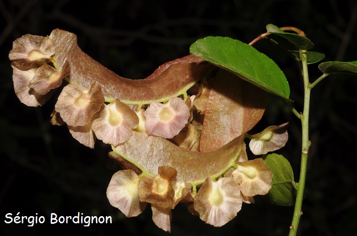 Anchietea pyrifolia