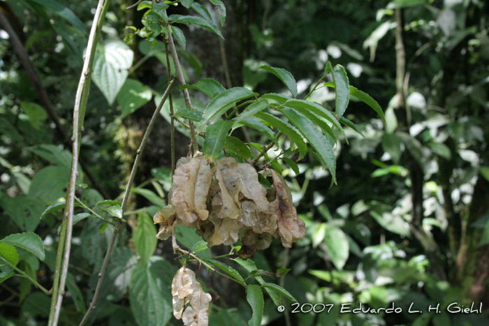 Anchietea pyrifolia