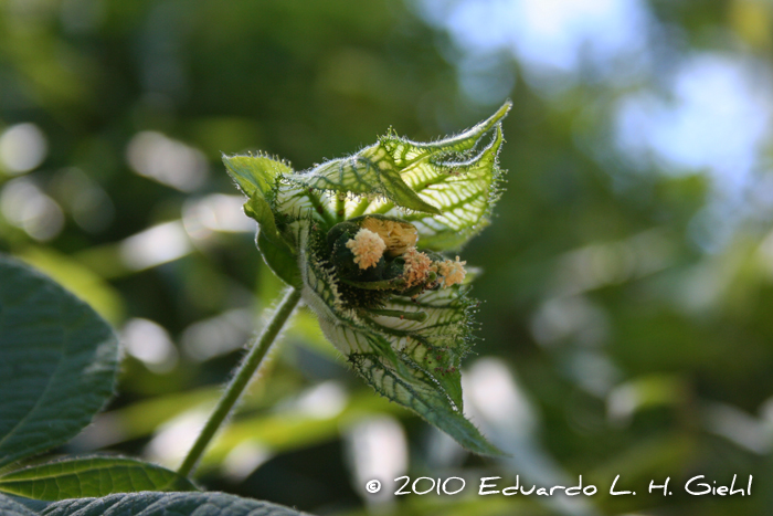 Dalechampia stipulacea