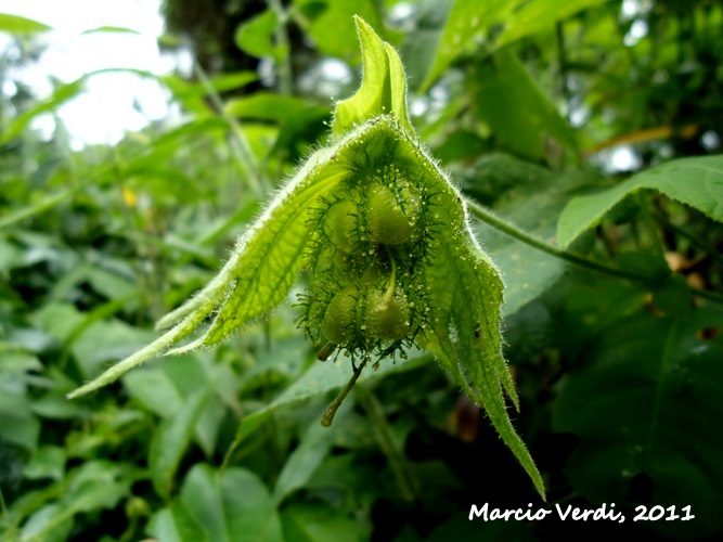 Dalechampia stipulacea