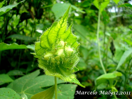 Dalechampia stipulacea