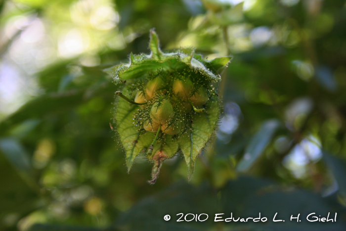 Dalechampia stipulacea