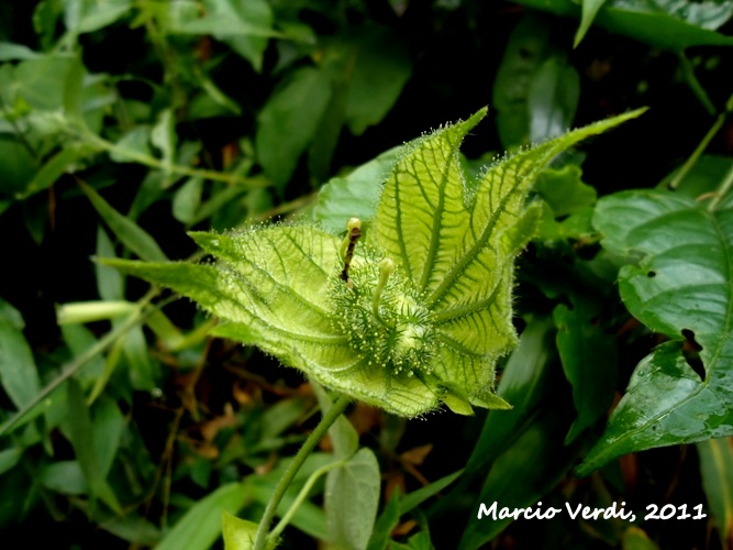 Dalechampia stipulacea