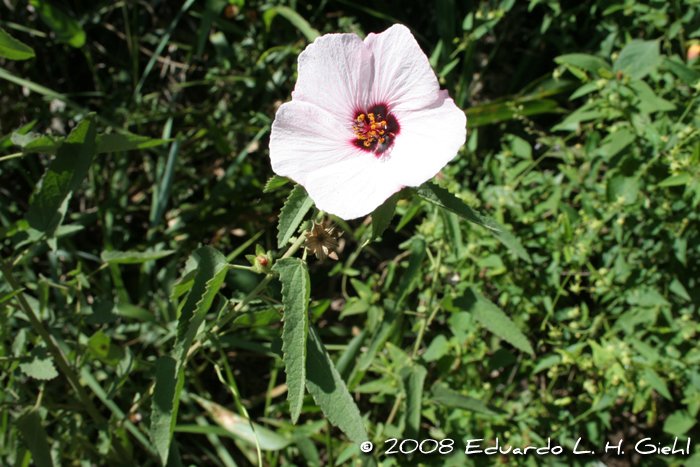 Pavonia xanthogloea