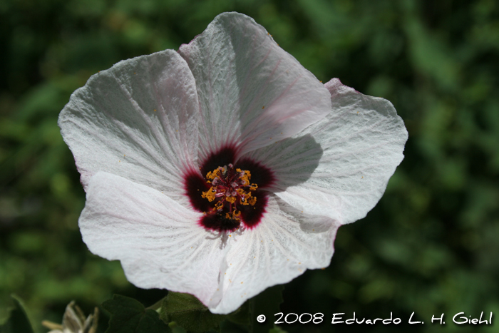 Pavonia xanthogloea