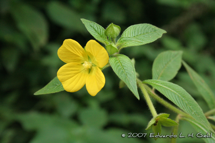 Ludwigia erecta