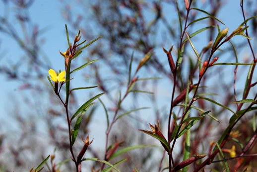 Ludwigia longifolia