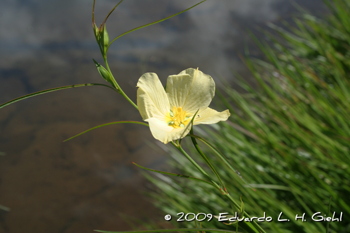 Ludwigia longifolia