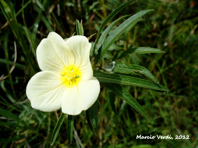 Ludwigia longifolia