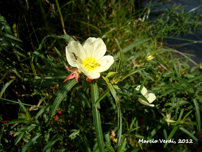 Ludwigia longifolia