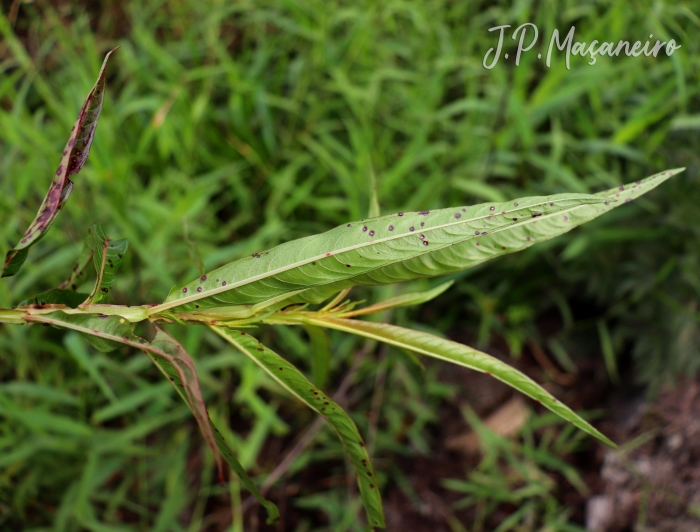 Ludwigia longifolia