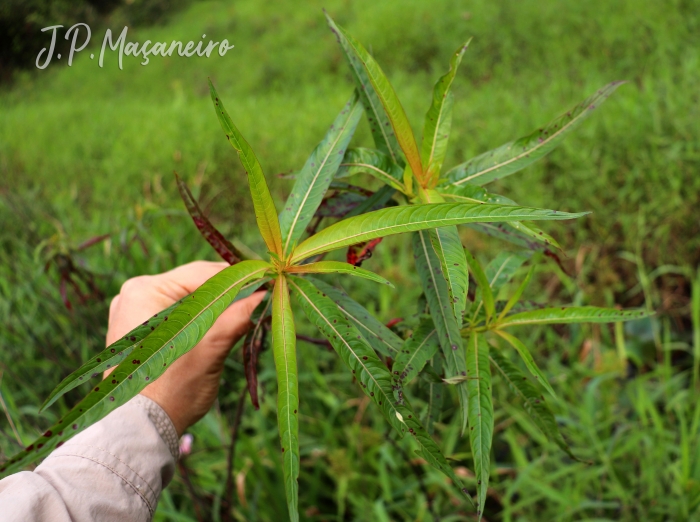 Ludwigia longifolia