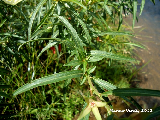 Ludwigia longifolia