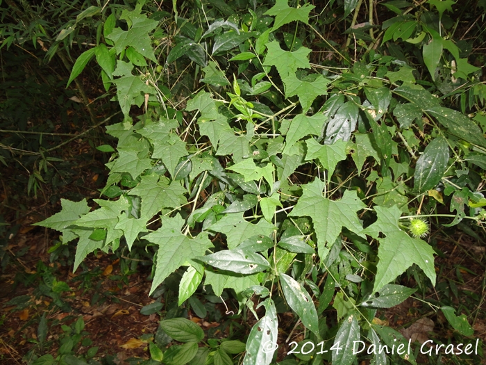 Cyclanthera hystrix